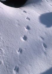 嵐山で雪上の足跡ウォッチングの集い