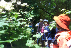 忠別川河畔の野の花をめぐる自然観察会